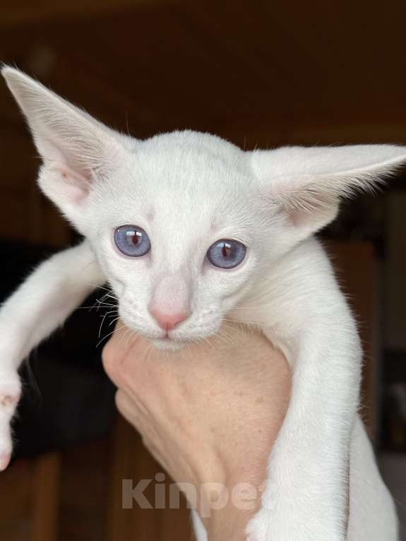 Кошки в Раменском: Ориентальный котенок Девочка, 70 000 руб. - фото 4