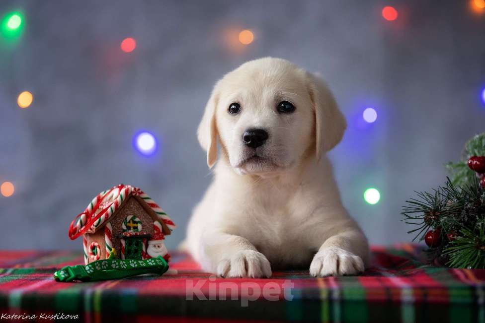 Собаки в Москве: Щенок лабрадора  Мальчик, 80 000 руб. - фото 3