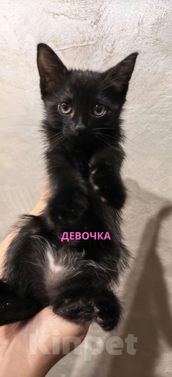 Кошки в Ульяновске: Отдам в заботливые руки котят Девочка, 50 руб. - фото 1