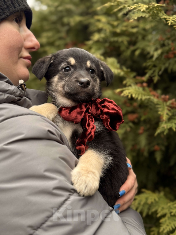 Собаки в Москве: Красивые щенки 2 мес в дар! Дайте шанс стать домашними! Девочка, Бесплатно - фото 7