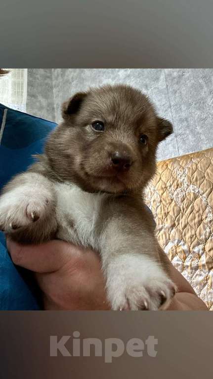 Собаки в Барнауле: Малыши сибирской хаски Мальчик, Бесплатно - фото 5