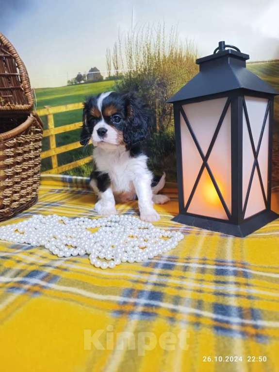 Собаки в Ярославле: Кавалер Кинг Чарльз Спаниель мальчик Игрек Мальчик, 70 000 руб. - фото 2