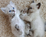 Кошки в Дмитрове: Котята невские  Мальчик, Бесплатно - фото 2