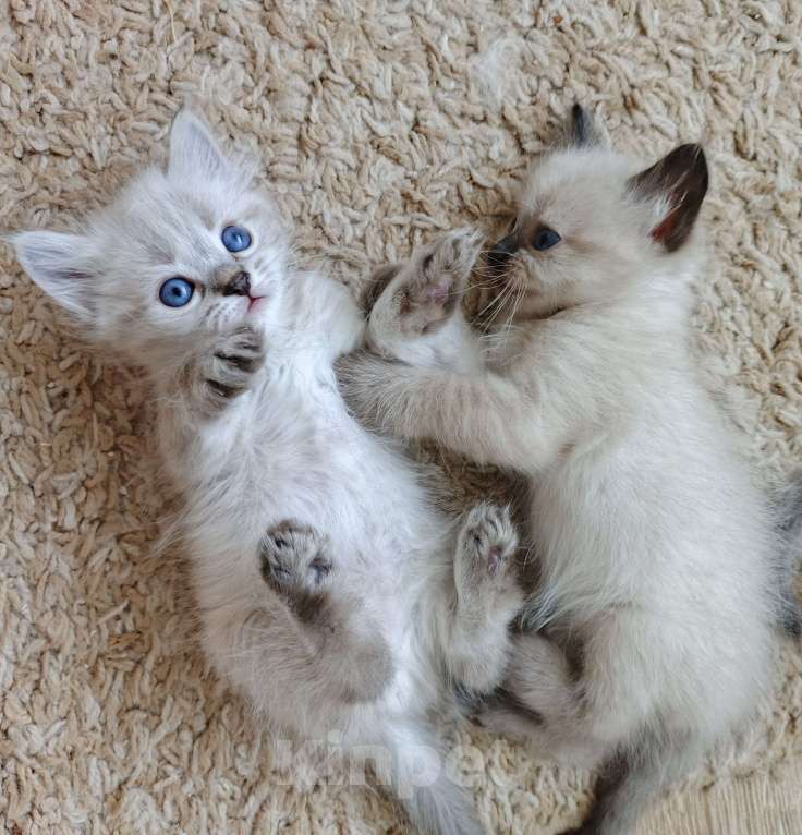 Кошки в Дмитрове: Котята невские  Мальчик, Бесплатно - фото 2