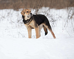 Собаки в Москве: Самый добрый щенок тоскует в приюте Мальчик, Бесплатно - фото 4