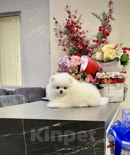 Собаки в Москве: Померанские щенки шпица SUPER VIP mini (мишка) Мальчик, 30 000 руб. - фото 4