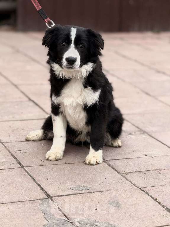 Собаки в Москве: Бордер-колли щенок Мальчик, 45 000 руб. - фото 2