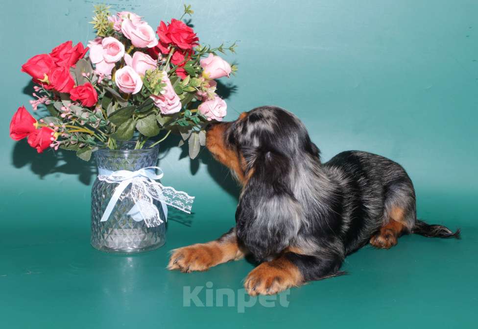 Собаки в Москве: Такса кроличья дш мрамор , яркий красавец Мальчик, 5 000 руб. - фото 6