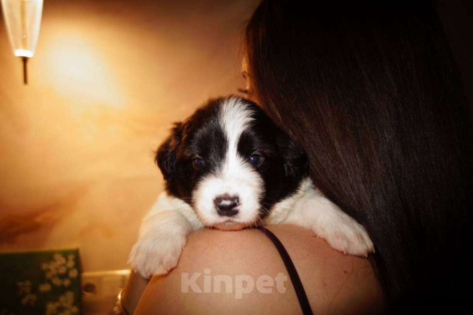 Собаки в Москве: Умнейший щенок бордер-колли Мальчик, Бесплатно - фото 3