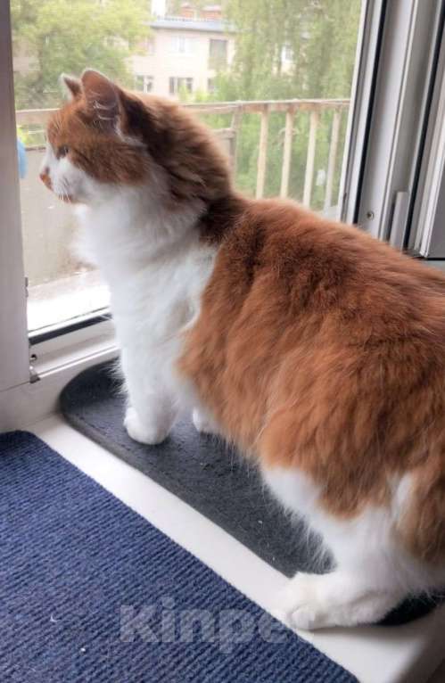 Кошки в Ногинске: Рыжая Маркиза хорошей хозяйке Девочка, Бесплатно - фото 4