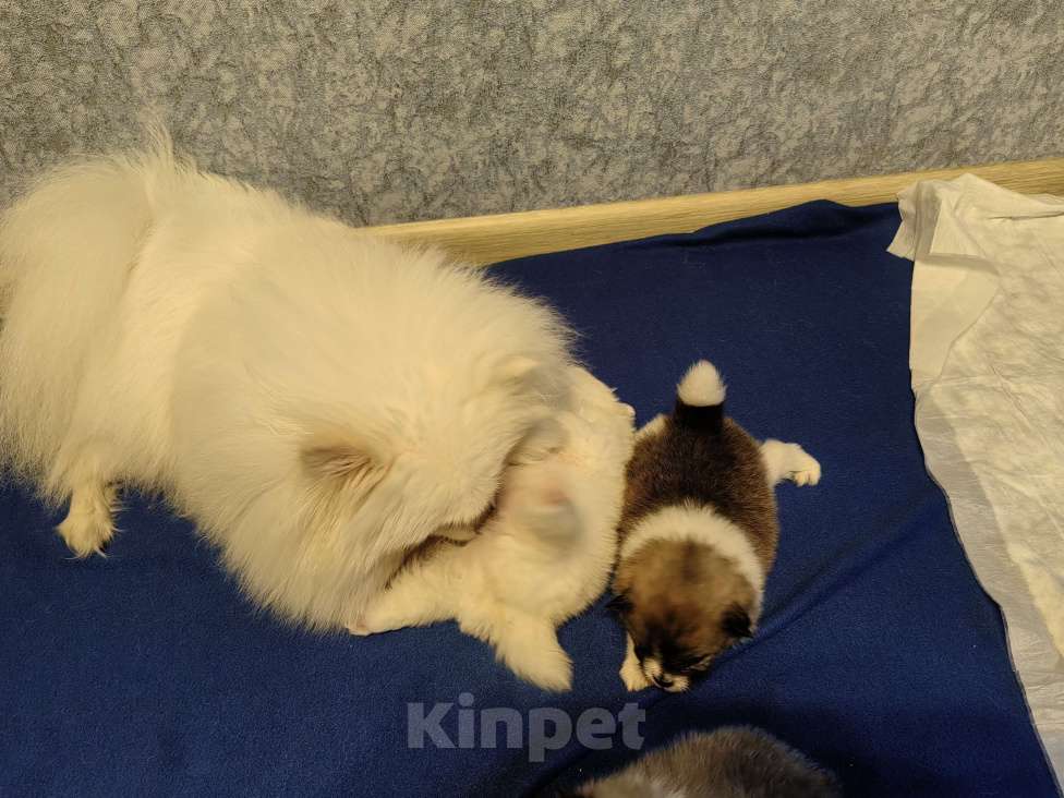 Собаки в Самаре: Немецкий шпиц Мальчик, 30 000 руб. - фото 5