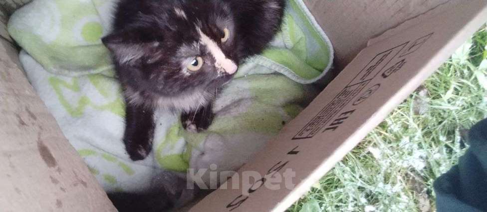 Кошки в других городах Московской области: Девочка в поисках семьи. Девочка, Бесплатно - фото 1