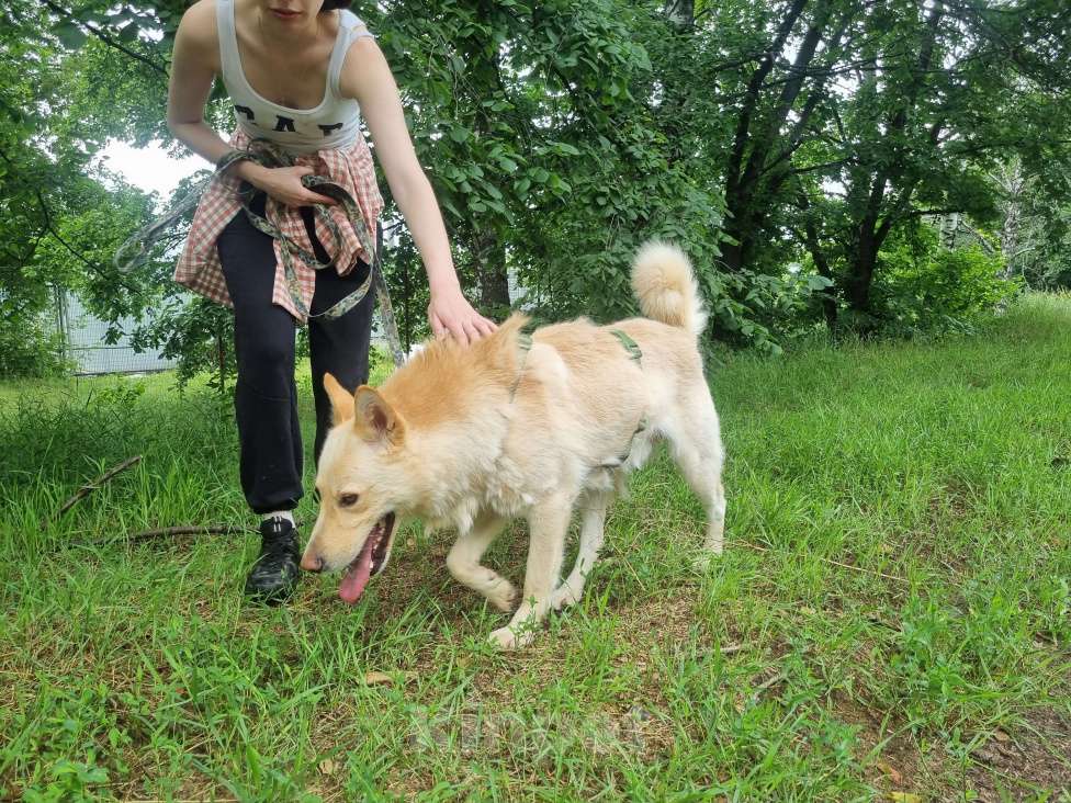 Собаки в Москве: Персик Мальчик, Бесплатно - фото 7