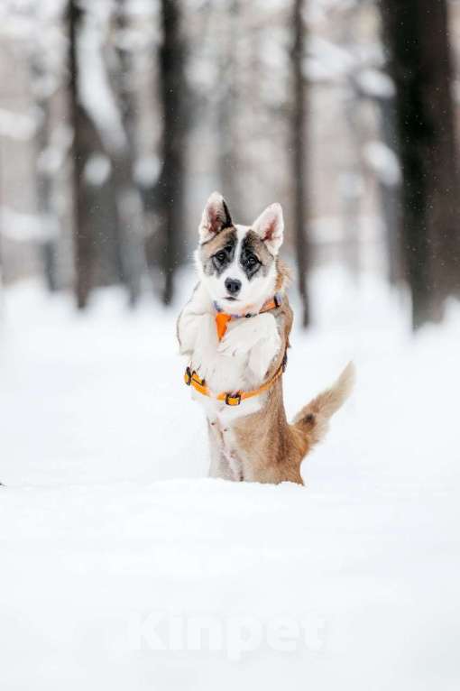 Собаки в Москве: Яркая Рина ищет дом Девочка, Бесплатно - фото 7