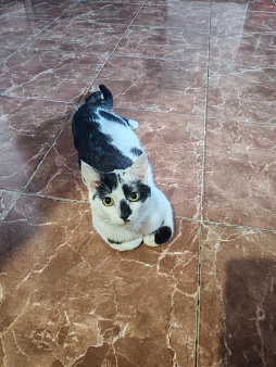 Отдам котика в хорошие руки