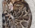 Кошки в Кемерово: Продам Бенгальских котят с документами Мальчик, 50 000 руб. - фото 3