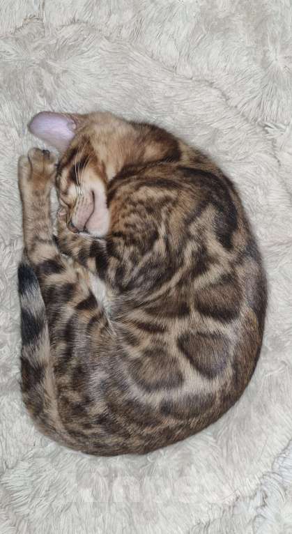 Кошки в Кемерово: Продам Бенгальских котят с документами Мальчик, 50 000 руб. - фото 3