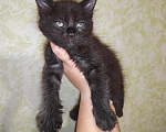 Кошки в Перми: Котята мейн-кун Девочка, 45 000 руб. - фото 1
