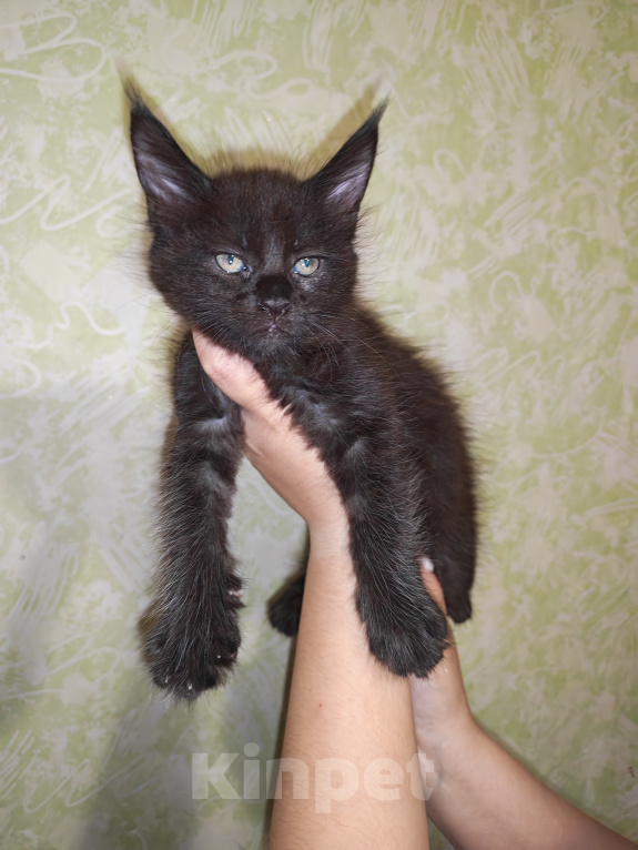 Кошки в Перми: Котята мейн-кун Девочка, 45 000 руб. - фото 1
