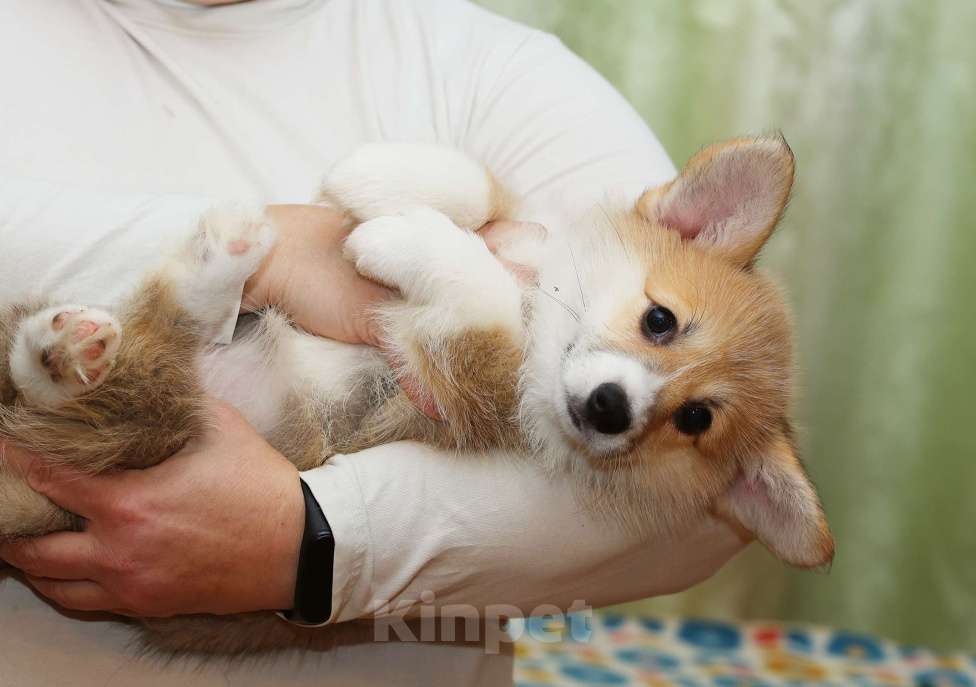 Собаки в Москве: Альмаре Феа Бэнг-Бэнг Девочка, 90 000 руб. - фото 3