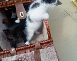 Кошки в Ульяновске: Отдам котят Мальчик, Бесплатно - фото 3