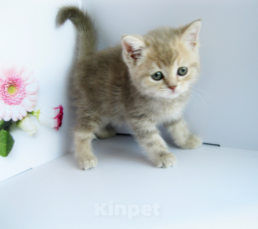 Кошки в Ставрополе: Котенок породистый Мальчик, 10 000 руб. - фото 1