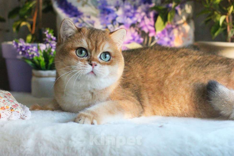 Кошки в Москве: Британский мальчик золотая шиншилла Мальчик, 55 000 руб. - фото 4