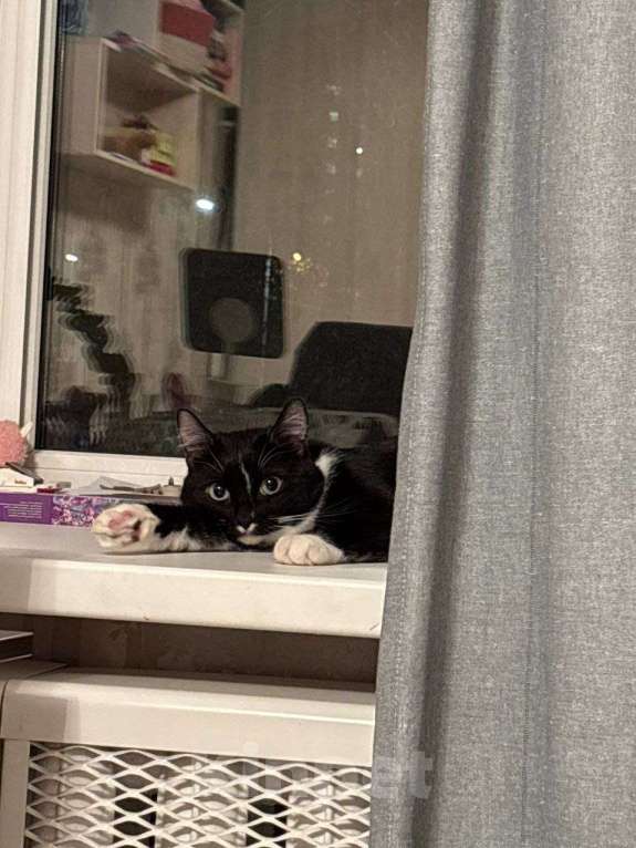 Кошки в Москве: кошка Шошанна срочно ищет дом Девочка, Бесплатно - фото 9