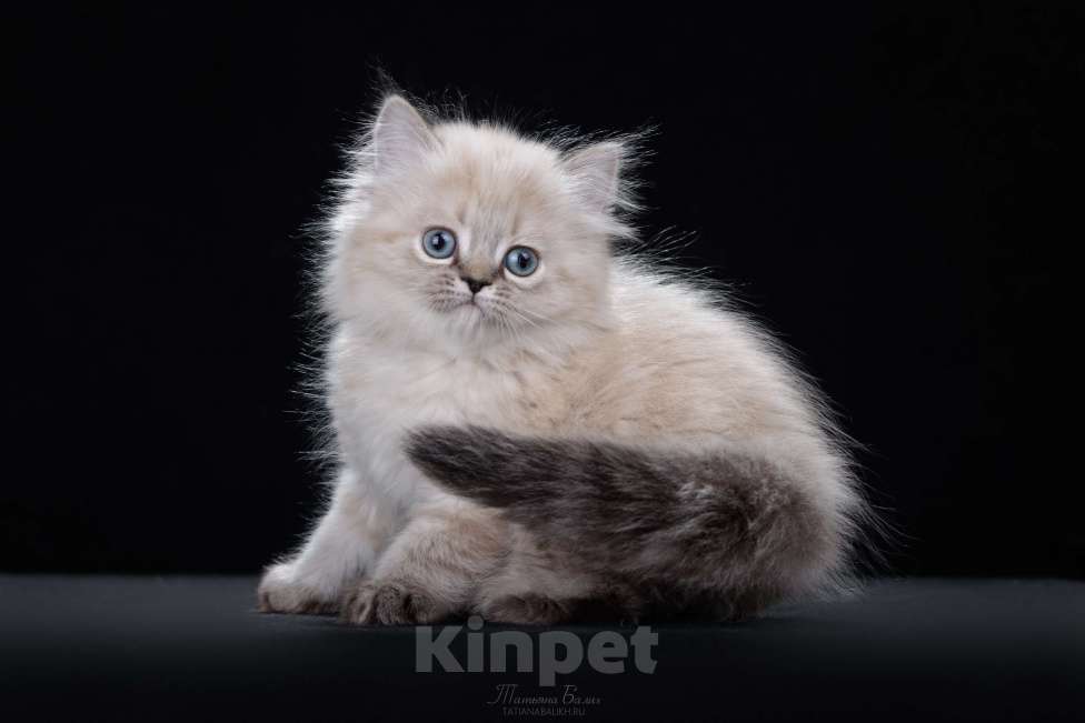 Кошки в Москве: Менуэт котенок Девочка, 60 000 руб. - фото 3