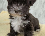 Собаки в Москве: Цветной йорк,  девочка Девочка, 60 000 руб. - фото 2
