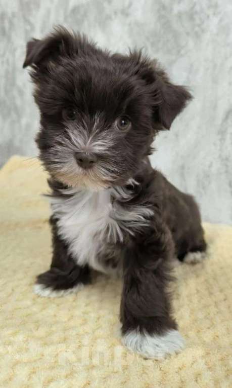 Собаки в Москве: Цветной йорк,  девочка Девочка, 60 000 руб. - фото 2