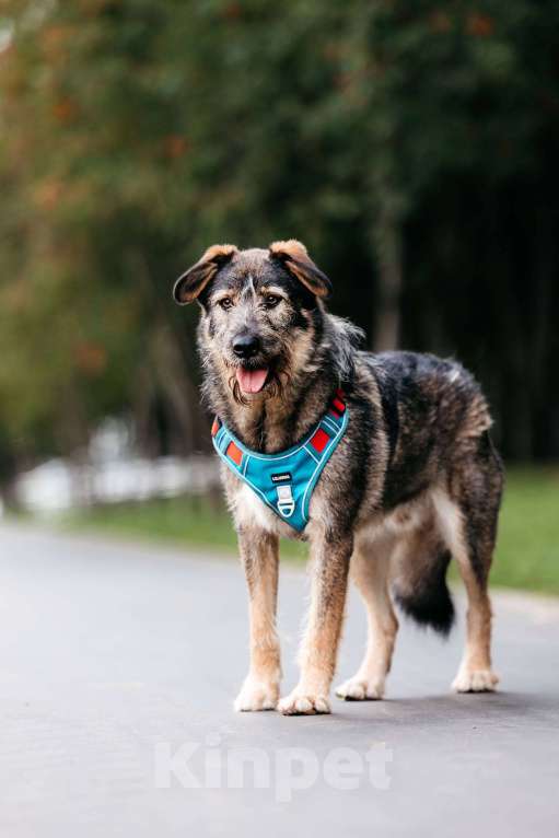 Собаки в Москве: Фокс - энергия и красота в одном флаконе! Мальчик, Бесплатно - фото 3