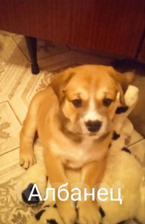 Собаки в Чапаевске: щенок  майорского  мастифа  (как де бо), 30 000 руб. - фото 1