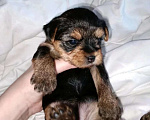 Собаки в Брянске: Щенок йоркширского терьера Девочка, 30 000 руб. - фото 1
