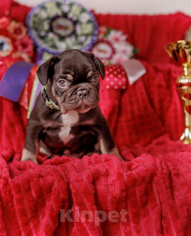 Собаки в Шахте: Французский пирожок   Мальчик, 80 000 руб. - фото 3