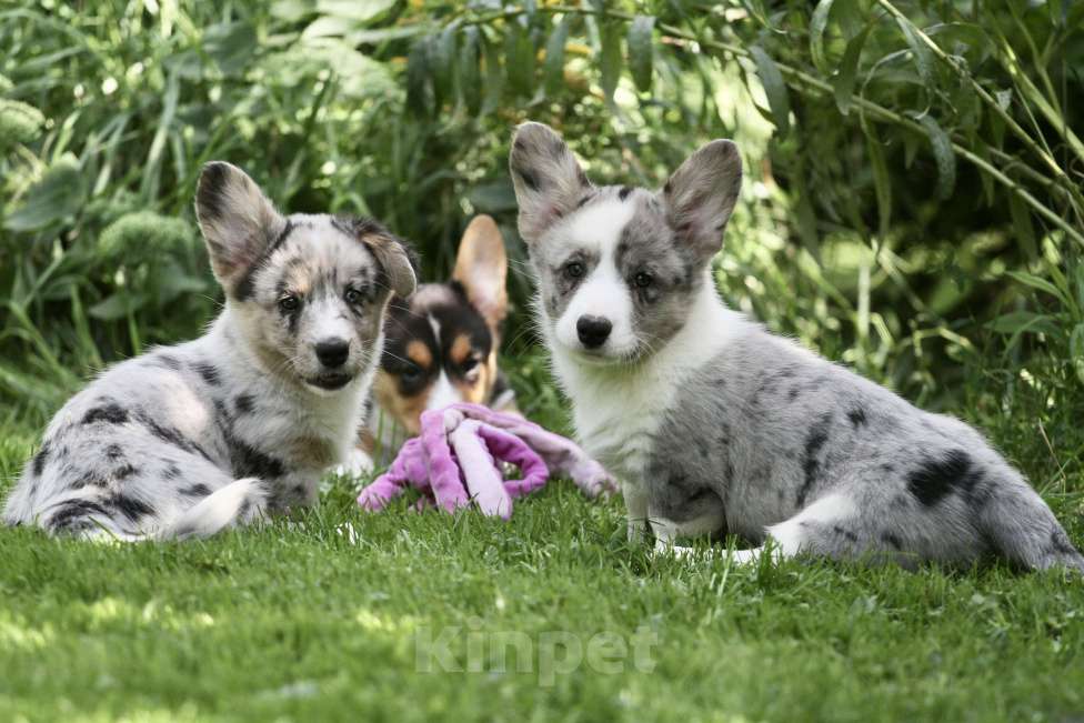 Собаки в Москве: Щенки вельш корги кардиган Мальчик, 80 000 руб. - фото 5
