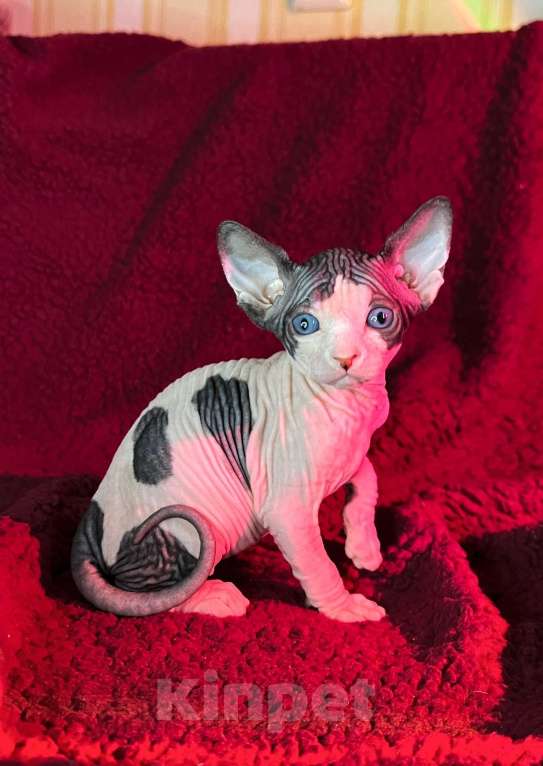 Кошки в Воронеже: Канадский сфинкс котёнок Мальчик, 15 000 руб. - фото 2