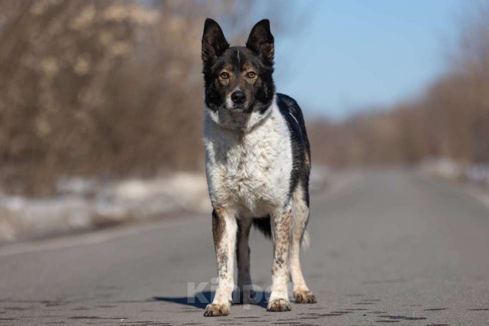 Собаки в Москве: Альянс, скромный нежный мальчик из приюта, ждет свою семью Мальчик, Бесплатно - фото 2