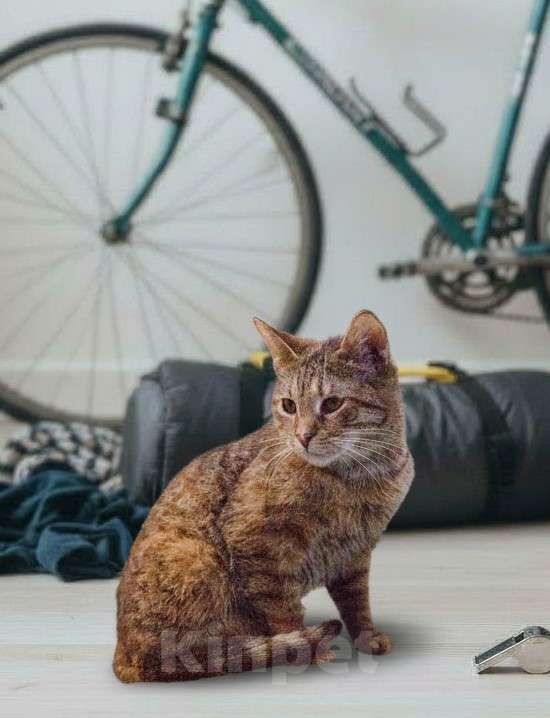 Кошки в Москве: Зендея, кошка с примесью янтаря Девочка, Бесплатно - фото 4