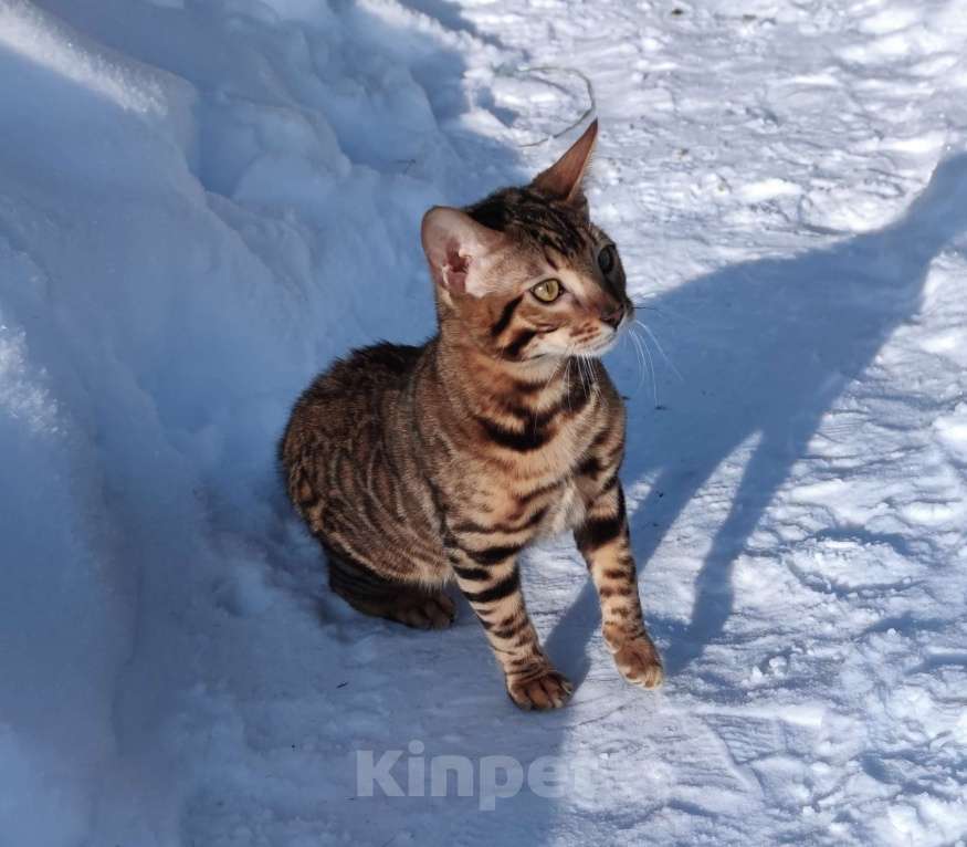 Кошки в Москве: Бенгальский котенок Мальчик, 30 000 руб. - фото 1
