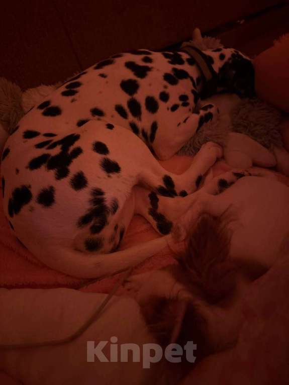 Собаки в Москве: даром Девочка, Бесплатно - фото 3