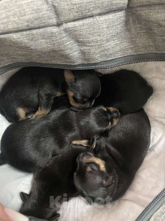 Собаки в Саяногорске: цвергпинчер Разнополые, 12 000 руб. - фото 6