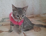 Кошки в Санкт-Петербурге: Котенок в новую семью Девочка, Бесплатно - фото 1