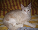 Кошки в Александровске-Сахалинском: Мейн Кун, 5 000 руб. - фото 2
