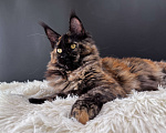 Кошки в Москве: Девочка Мейн Кун LaCie Девочка, 60 000 руб. - фото 2