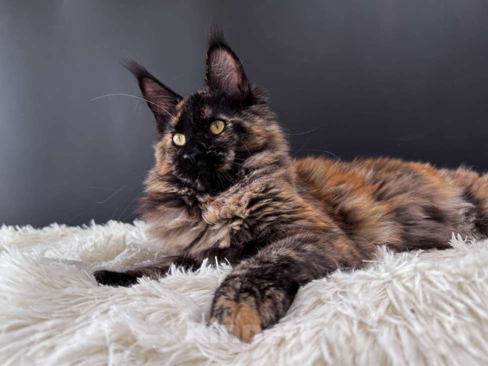 Кошки в Москве: Девочка Мейн Кун LaCie Девочка, 60 000 руб. - фото 2