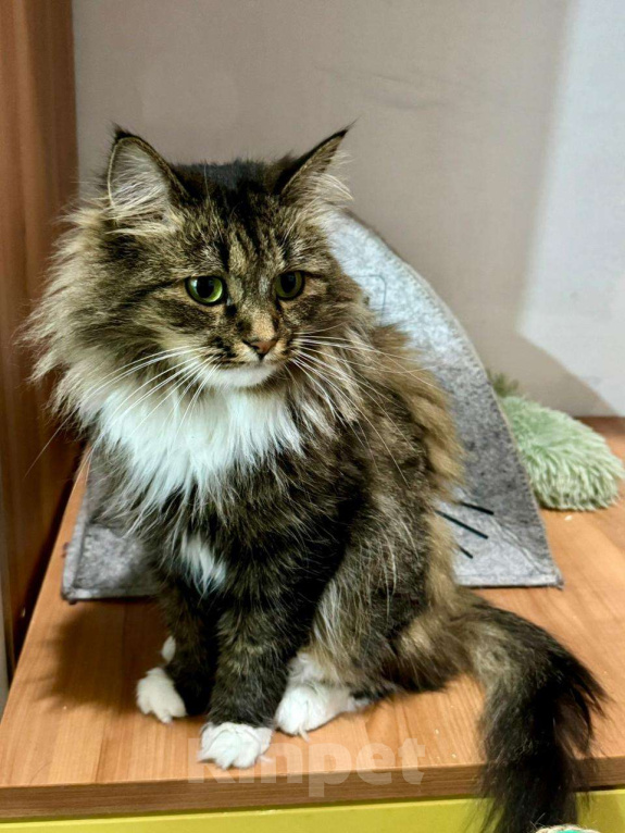 Кошки в Москве: Прелестная кошечка Марфа ищет семью Девочка, Бесплатно - фото 4