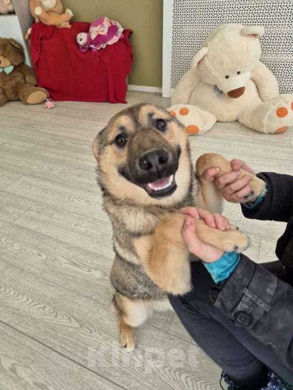 Собаки в Москве: Солнечный Рэкс ищет семью Мальчик, Бесплатно - фото 3