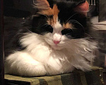 Кошки в Томске: Пропала любимая кошка Шанель Девочка, 1 000 руб. - фото 1