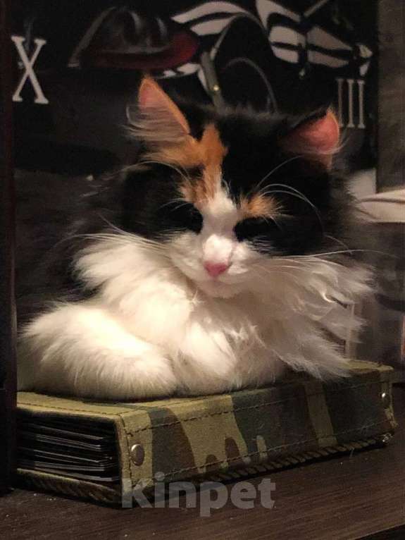 Кошки в Томске: Пропала любимая кошка Шанель Девочка, 1 000 руб. - фото 1